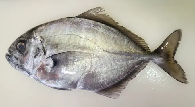 A photo of Whitemouth Jack (Okiaji)