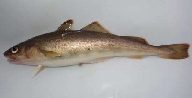 A photo of Saffron cod (Komai)