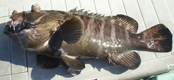 A photo of Eightbar grouper (Mahatamodoki)