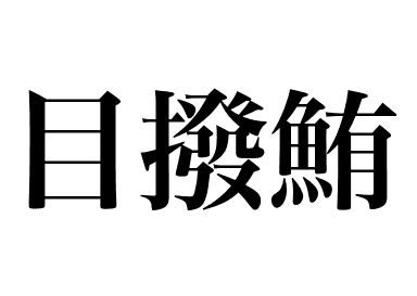 大眼金枪鱼 (Mebachi maguro)