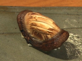 Shiitake mushroom (Shiitake)
