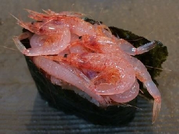 樱花虾寿司的照片