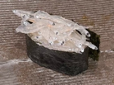A photo of Shirasu sushi