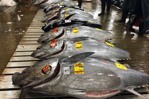 A photo of Bluefin tuna lining up at the market