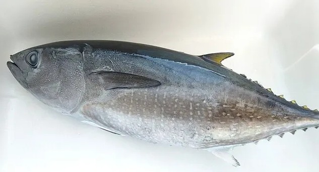 A photo of Meji