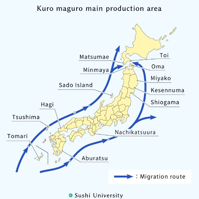 An illustration of Kuro maguro main prodution area