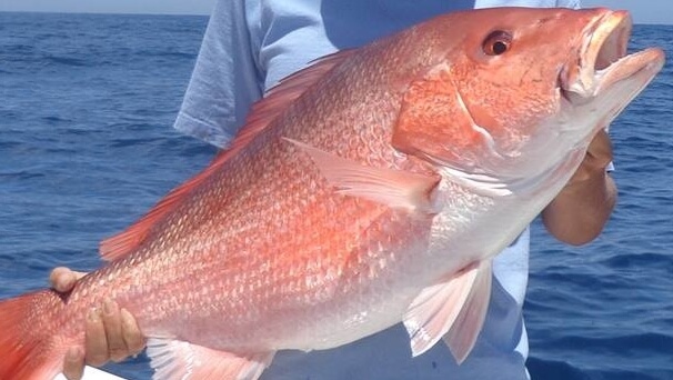 What is Red Snapper the same as “Tai” (Sea Bream)?