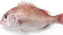 What is Red Snapper the same as “Tai” (Sea Bream)?