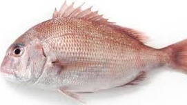 is Red Snapper same as Bream)? | Sushiblog－Sushiuniversity