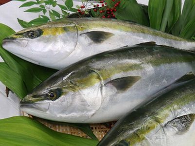 japanese buri fish