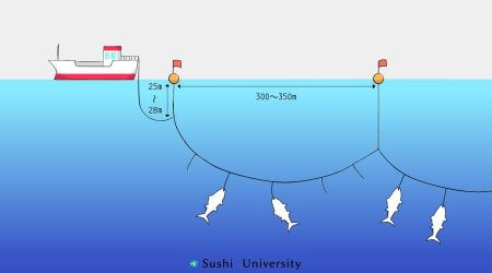 An illustration of Longline fishing