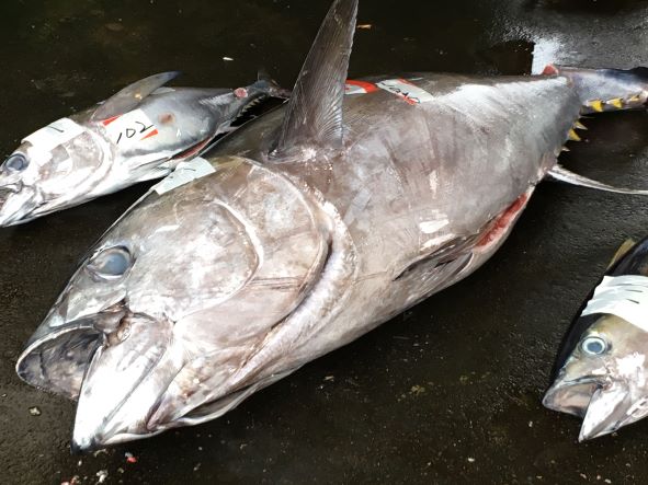 a photo of bigeye tuna