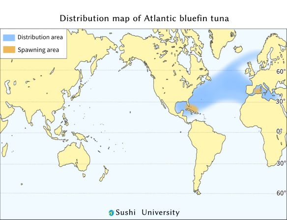 an illustration of Distribution map of Atlantic bluefin tuna