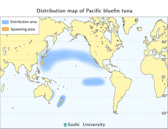 an illustration of Distribution map of Pacific bluefin tuna