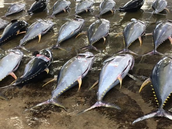 a photo of Yellowfin tuna