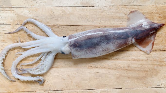 a photo of squid