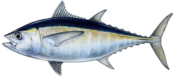 An illustration of Blackfin tuna