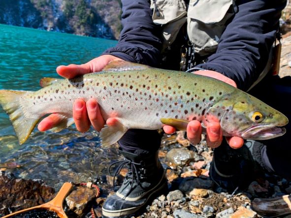 a photo of Brown trout