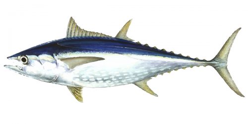 An illustration of longtail tuna