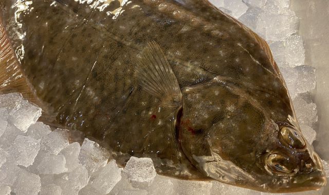 a photo of Stone flounder (Ishigarei)