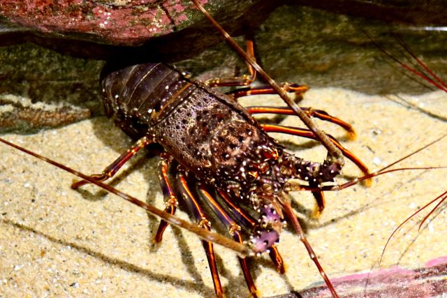 a photo of Spiny lobster