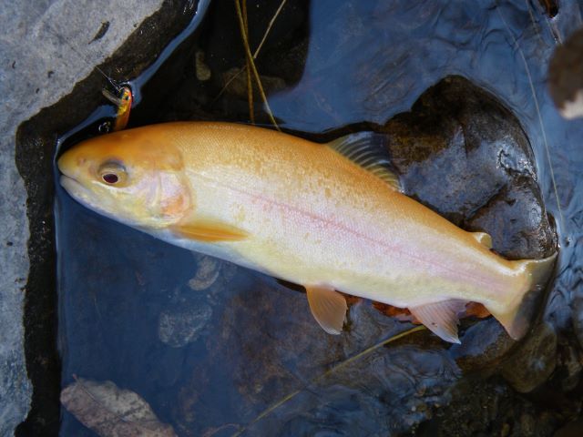 a photo of Albino rainbow trout