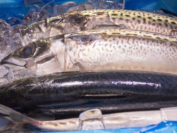 a photo of Blue mackerel (Gomasaba)