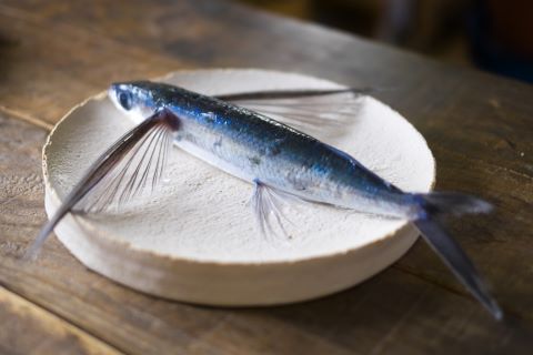 a photo of Flying fish (Tobiuo)