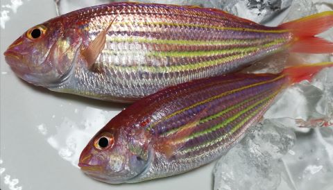 a photo of Golden threadfin bream (Itoyoridai) 