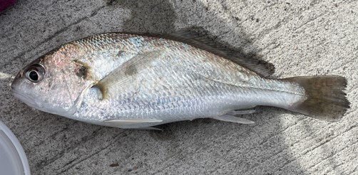 a photo of Silver croaker (Ishimochi)