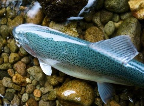 a photo of Blue rainbow trout