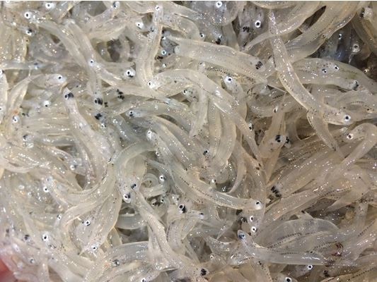 a photo of Whitebait (Shirasu)