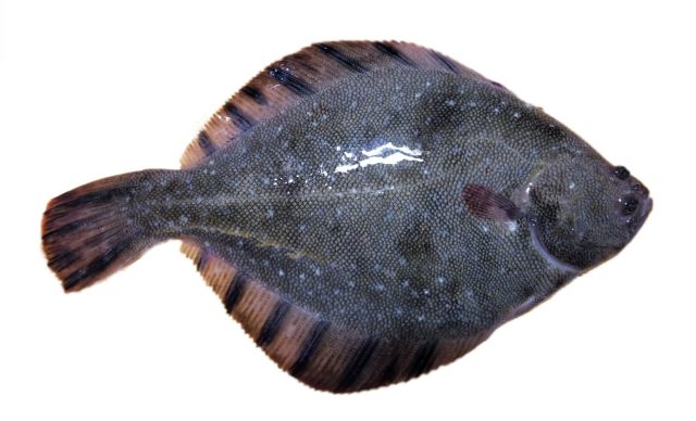 a photo of Barfin flounder (Matsukawagarei)