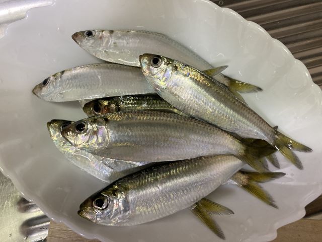 a photo of Japanese scaled sardine (Sappa)
