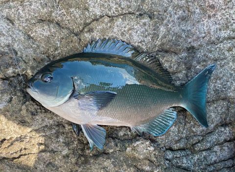 Current special: Kinmedai ~ New Zealand Golden Eye Snapper