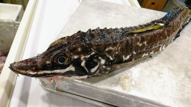 a photo of Sailfin poacher (Tokubire)