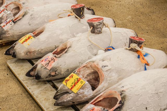 A photo of ultra-frozen tuna