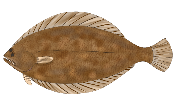 An Illustration of hirame