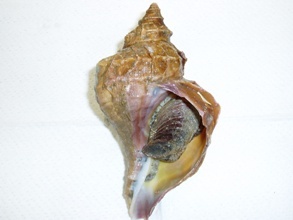 A photo of Ezoboro (Matsubu)