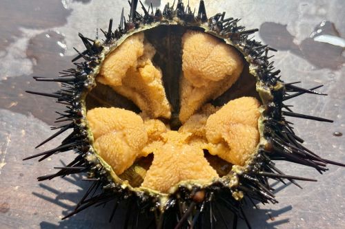 A photo of sea urchin