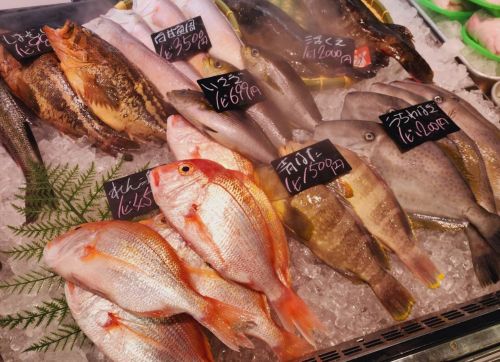A photo of types of Fish in Kyushu